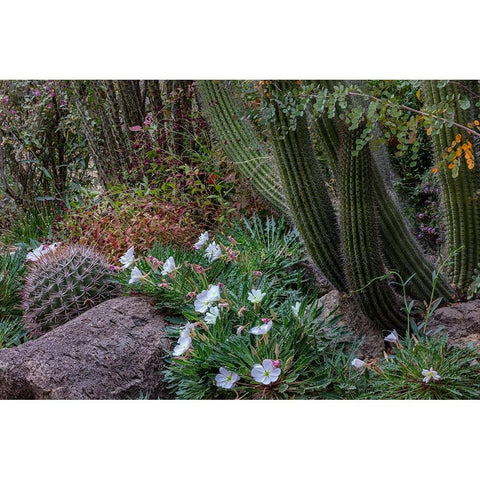 Spring floral desert gardens at the Arizona Sonoran Desert Museum in Tucson-Arizona-USA Gold Ornate Wood Framed Art Print with Double Matting by Haney, Chuck