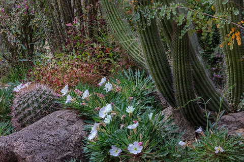 Spring floral desert gardens at the Arizona Sonoran Desert Museum in Tucson-Arizona-USA White Modern Wood Framed Art Print with Double Matting by Haney, Chuck