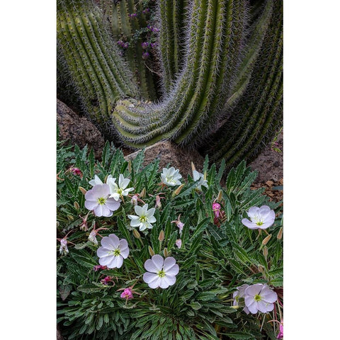 Spring floral desert gardens at the Arizona Sonoran Desert Museum in Tucson-Arizona-USA Gold Ornate Wood Framed Art Print with Double Matting by Haney, Chuck