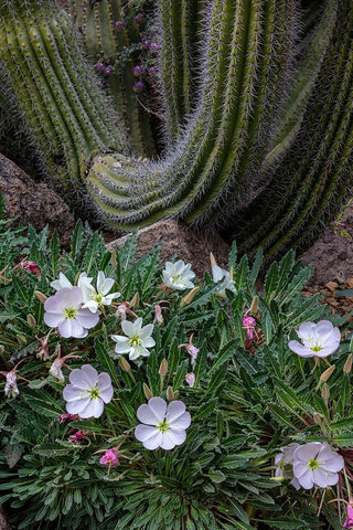 Spring floral desert gardens at the Arizona Sonoran Desert Museum in Tucson-Arizona-USA White Modern Wood Framed Art Print with Double Matting by Haney, Chuck
