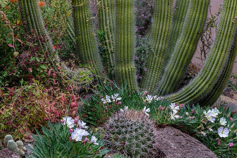 Spring floral desert gardens at the Arizona Sonoran Desert Museum in Tucson-Arizona-USA White Modern Wood Framed Art Print with Double Matting by Haney, Chuck