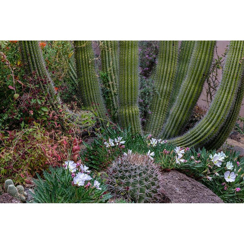 Spring floral desert gardens at the Arizona Sonoran Desert Museum in Tucson-Arizona-USA Black Modern Wood Framed Art Print with Double Matting by Haney, Chuck