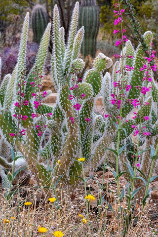 Wooly Jacket Prickly Pear Cactus and Penstemon at the Arizona Sonoran Desert Museum in Tucson-Arizo White Modern Wood Framed Art Print with Double Matting by Haney, Chuck