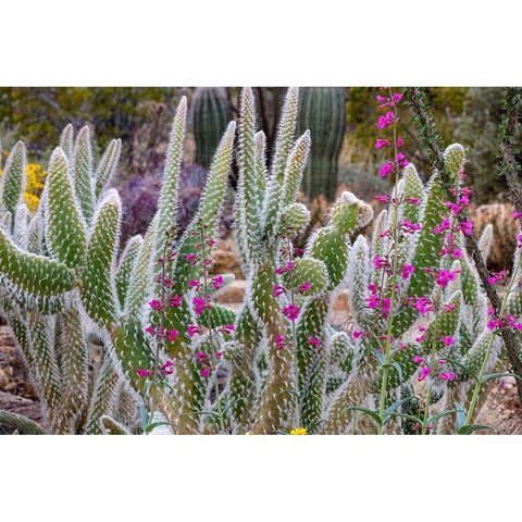 Wooly Jacket Prickly Pear Cactus and Penstemon at the Arizona Sonoran Desert Museum in Tucson-Arizo Black Modern Wood Framed Art Print with Double Matting by Haney, Chuck