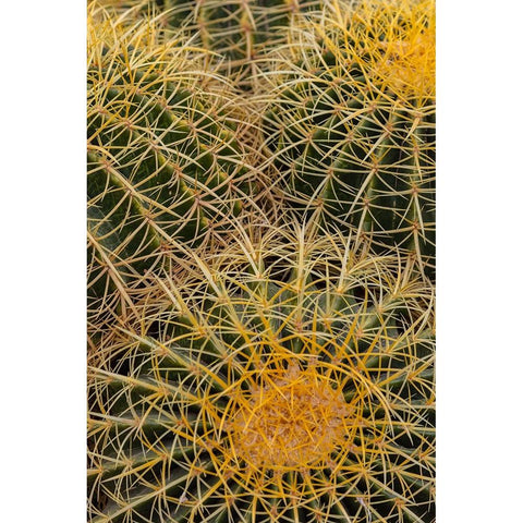 Golden Barrel Cactus at the Arizona Sonoran Desert Museum in Tucson-Arizona-USA Black Modern Wood Framed Art Print with Double Matting by Haney, Chuck