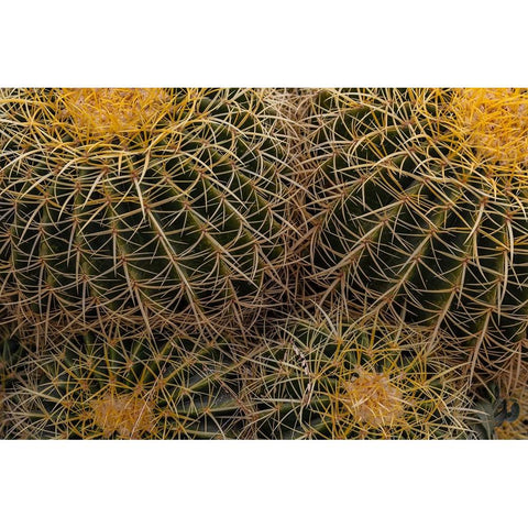 Golden Barrel Cactus at the Arizona Sonoran Desert Museum in Tucson-Arizona-USA Gold Ornate Wood Framed Art Print with Double Matting by Haney, Chuck