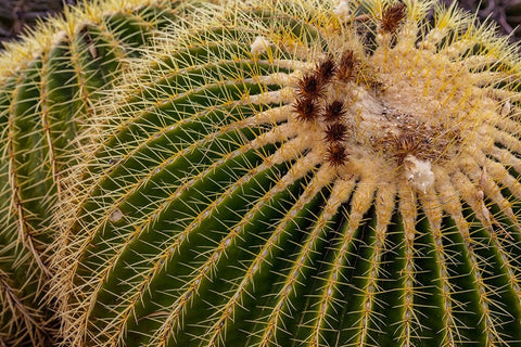 Golden Barrel Cactus at the Arizona Sonoran Desert Museum in Tucson-Arizona-USA Black Ornate Wood Framed Art Print with Double Matting by Haney, Chuck