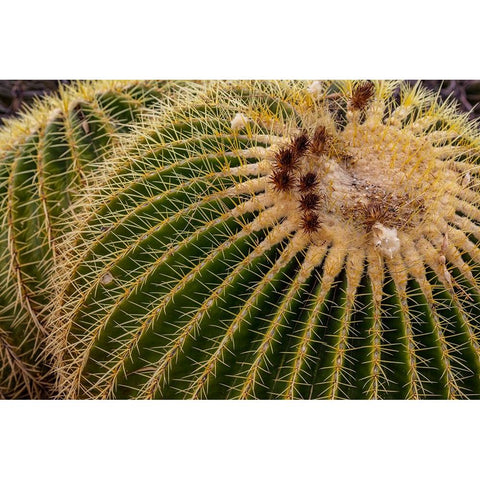 Golden Barrel Cactus at the Arizona Sonoran Desert Museum in Tucson-Arizona-USA Black Modern Wood Framed Art Print by Haney, Chuck