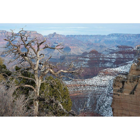 Powell Point-Grand Canyon National Park-Arizona-USA Black Modern Wood Framed Art Print by Reynolds, Gerry