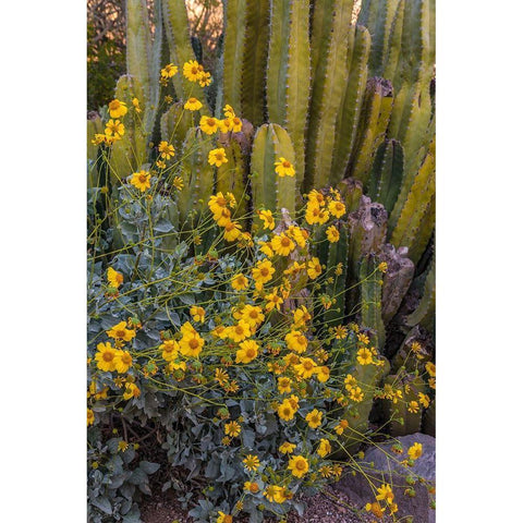 Brittlebush wildflower and Organ Pipe Cactus-Desert Botanical Gardens-Phoenix-Arizona-USA Black Modern Wood Framed Art Print with Double Matting by Garber, Howie