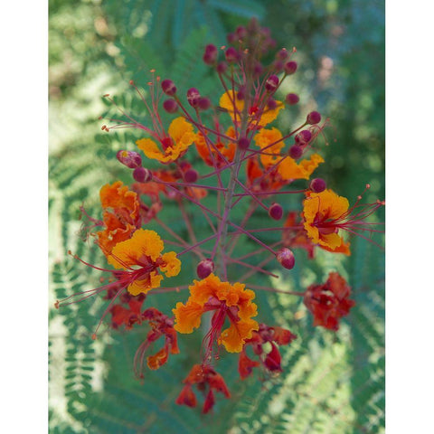 Orange and red circular flower-Red Bird of Paradise-Desert Botanical Gardens-Phoenix-Arizona Black Modern Wood Framed Art Print by Garber, Howie