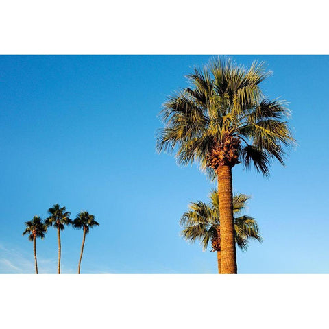 Palm trees-Carefree-Arizona Black Modern Wood Framed Art Print by McRoberts, Julien