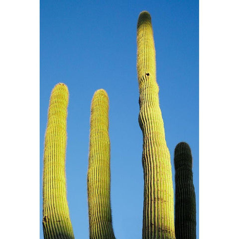 Desert cactus-Carefree-Arizona Gold Ornate Wood Framed Art Print with Double Matting by McRoberts, Julien