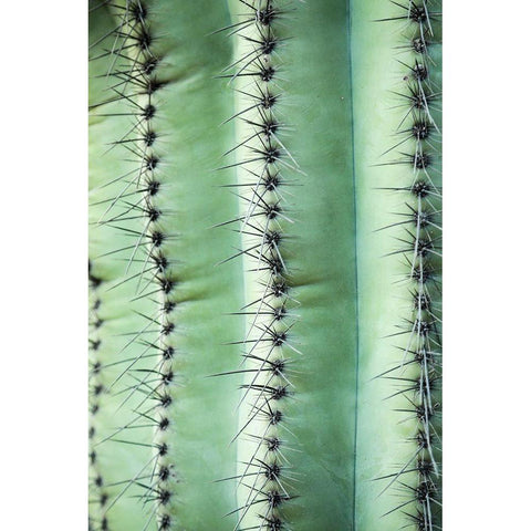 Desert cactus-Carefree-Arizona White Modern Wood Framed Art Print by McRoberts, Julien