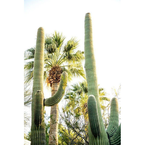 Desert cactus-Carefree-Arizona White Modern Wood Framed Art Print by McRoberts, Julien