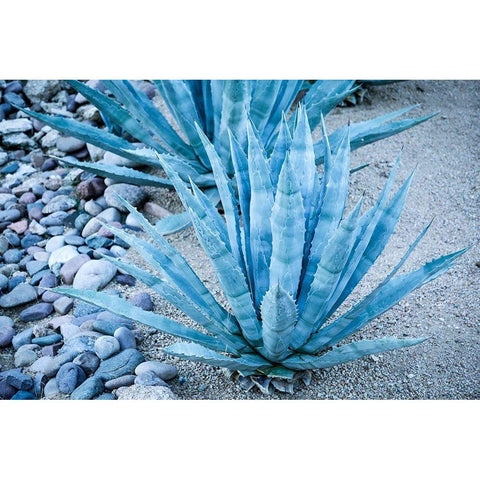 Desert cactus-Carefree-Arizona White Modern Wood Framed Art Print by McRoberts, Julien