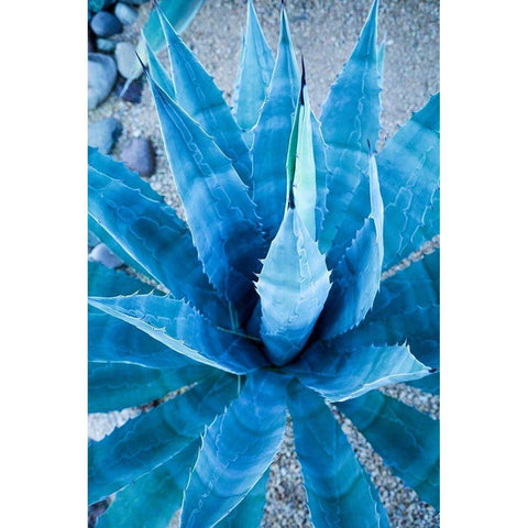 Desert cactus-Carefree-Arizona White Modern Wood Framed Art Print by McRoberts, Julien