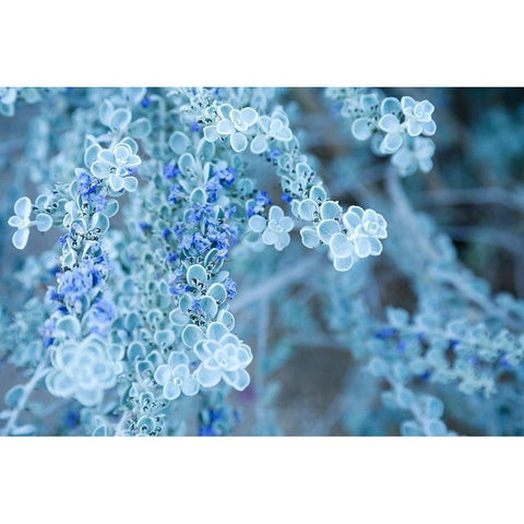 Desert cactus-Carefree-Arizona Black Modern Wood Framed Art Print with Double Matting by McRoberts, Julien