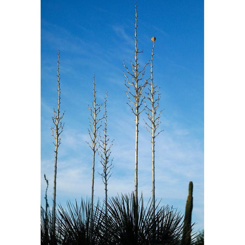 Desert cactus-Carefree-Arizona Black Modern Wood Framed Art Print with Double Matting by McRoberts, Julien