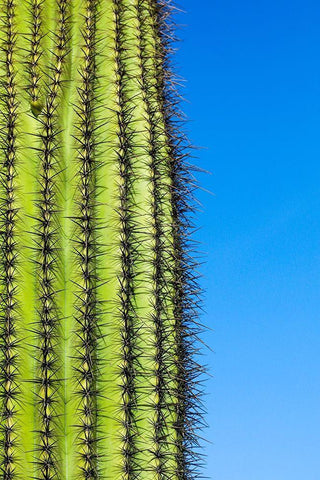 Desert cactus-Carefree-Arizona Black Ornate Wood Framed Art Print with Double Matting by McRoberts, Julien