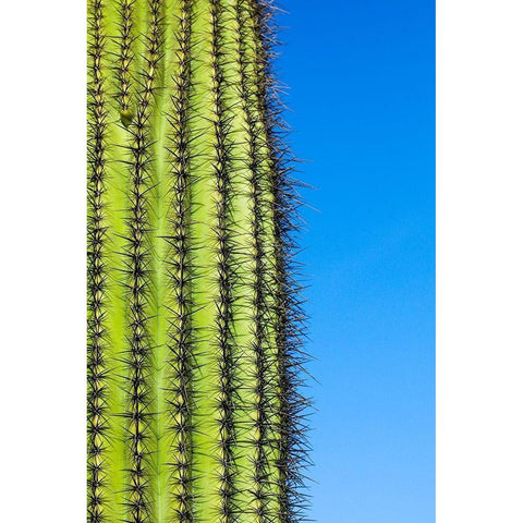 Desert cactus-Carefree-Arizona Black Modern Wood Framed Art Print by McRoberts, Julien
