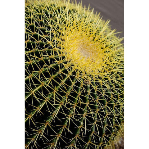 Desert cactus-Carefree-Arizona White Modern Wood Framed Art Print by McRoberts, Julien
