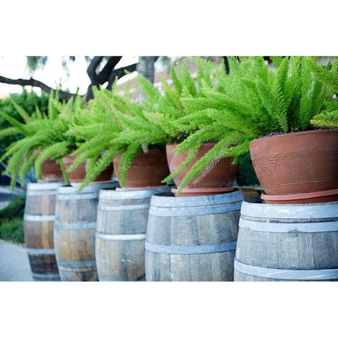 Tucson-Arizona Ferns in pots on barrels Black Modern Wood Framed Art Print with Double Matting by McRoberts, Julien