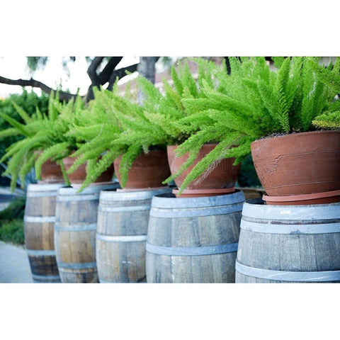 Tucson-Arizona Ferns in pots on barrels Black Modern Wood Framed Art Print by McRoberts, Julien