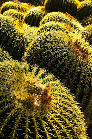 Apache Junction- Arizona- USA. Cactus Black Ornate Wood Framed Art Print with Double Matting by Sienda, Jolly