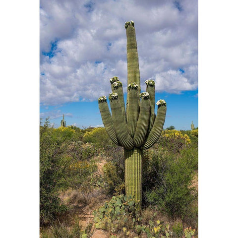 Arizona-Tucson-Saguaro National Park Gold Ornate Wood Framed Art Print with Double Matting by Hawkins, Peter
