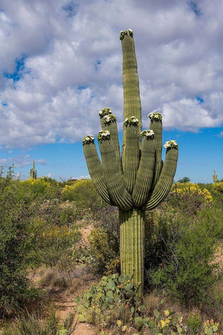 Arizona-Tucson-Saguaro National Park White Modern Wood Framed Art Print with Double Matting by Hawkins, Peter