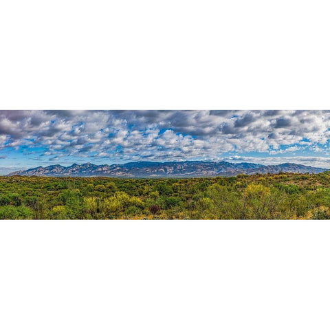 Arizona-Tucson-Saguaro National Park Black Modern Wood Framed Art Print with Double Matting by Hawkins, Peter
