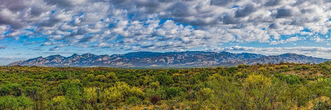 Arizona-Tucson-Saguaro National Park White Modern Wood Framed Art Print with Double Matting by Hawkins, Peter