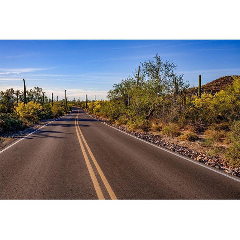 Arizona-Tucson-Saguaro National Park Gold Ornate Wood Framed Art Print with Double Matting by Hawkins, Peter