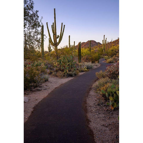 Arizona-Tucson-Saguaro National Park Black Modern Wood Framed Art Print by Hawkins, Peter