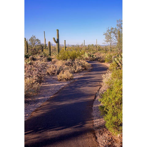 Arizona-Tucson-Saguaro National Park Black Modern Wood Framed Art Print by Hawkins, Peter