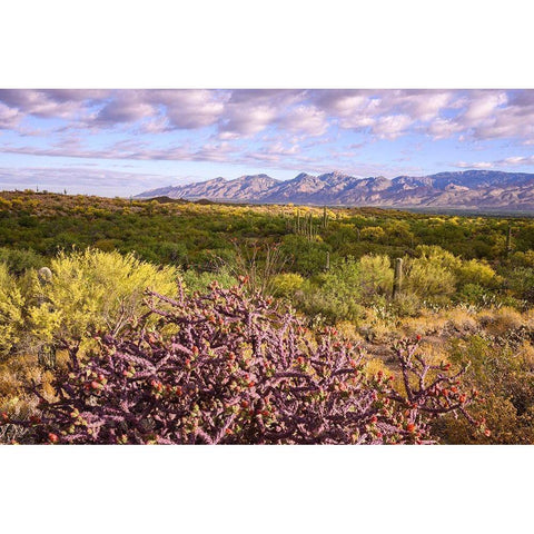 Arizona-Tucson-Saguaro National Park Gold Ornate Wood Framed Art Print with Double Matting by Hawkins, Peter