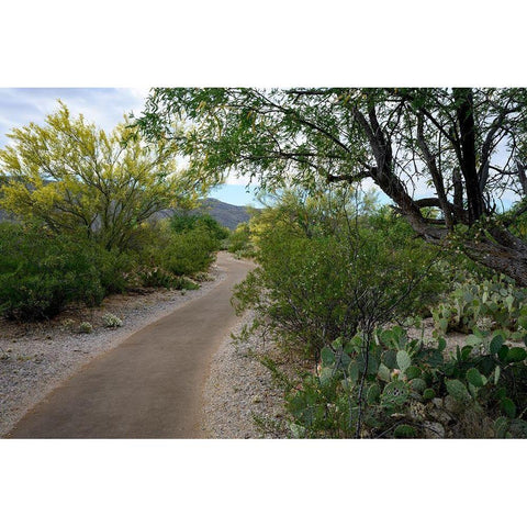 Arizona-Tucson-Saguaro National Park White Modern Wood Framed Art Print by Hawkins, Peter