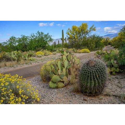 Arizona-Tucson-Saguaro National Park Black Modern Wood Framed Art Print with Double Matting by Hawkins, Peter