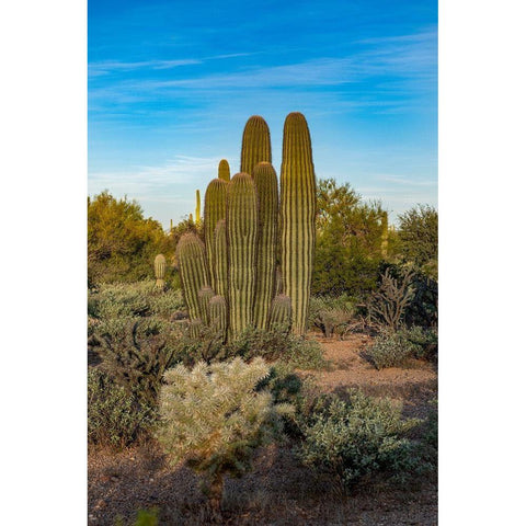 Arizona-Tucson Mountain Park White Modern Wood Framed Art Print by Hawkins, Peter