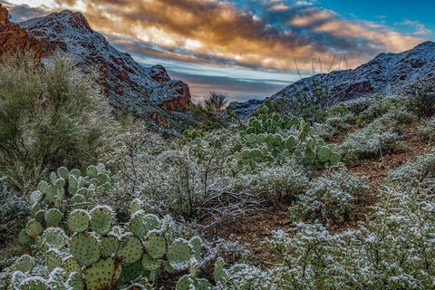Arizona-Tucson Mountain Park Black Ornate Wood Framed Art Print with Double Matting by Hawkins, Peter