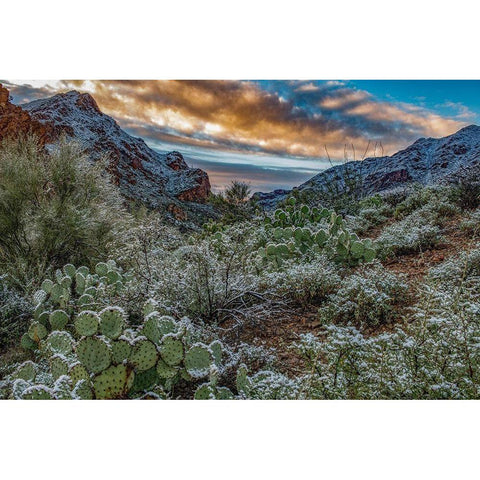 Arizona-Tucson Mountain Park Black Modern Wood Framed Art Print by Hawkins, Peter