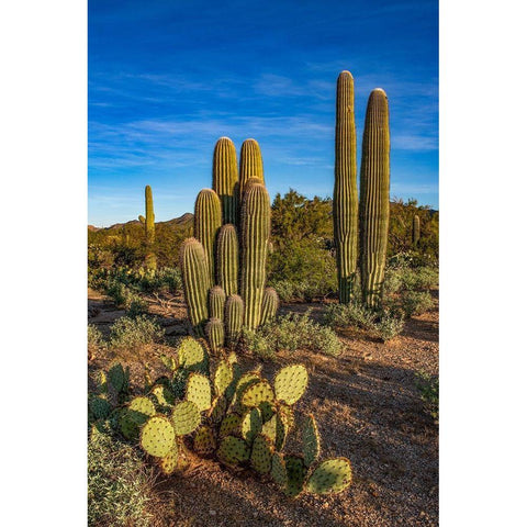 Arizona-Tucson Mountain Park Gold Ornate Wood Framed Art Print with Double Matting by Hawkins, Peter