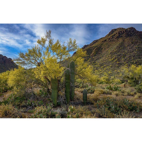 Arizona-Tucson Mountain Park White Modern Wood Framed Art Print by Hawkins, Peter