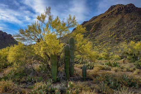 Arizona-Tucson Mountain Park White Modern Wood Framed Art Print with Double Matting by Hawkins, Peter
