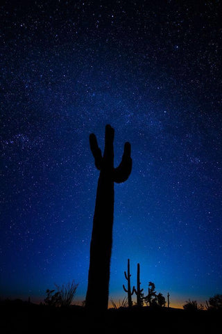 A giant saguaro cactus silhouettes in the clear Arizona evening Black Ornate Wood Framed Art Print with Double Matting by SMO