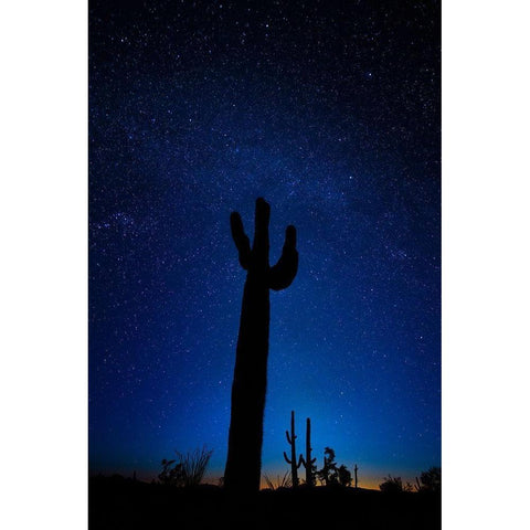 A giant saguaro cactus silhouettes in the clear Arizona evening Black Modern Wood Framed Art Print by SMO