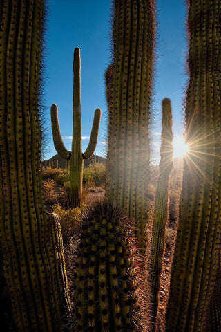 A saguaro cactus creates a window to the desert in Organ Pipe Cactus National Monument White Modern Wood Framed Art Print with Double Matting by SMO