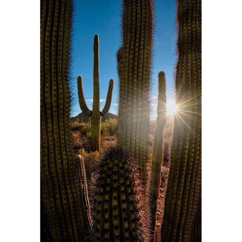 A saguaro cactus creates a window to the desert in Organ Pipe Cactus National Monument Black Modern Wood Framed Art Print by SMO