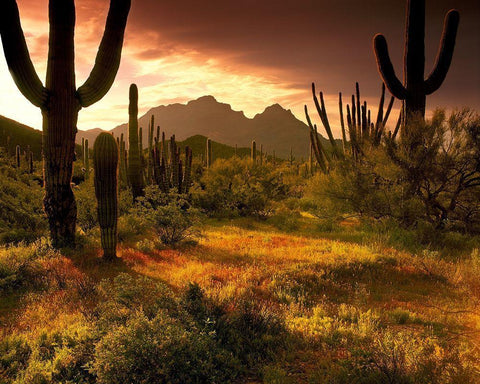 The desert glows with streaming light in Organ Pipe Cactus National Monument  White Modern Wood Framed Art Print with Double Matting by SMO